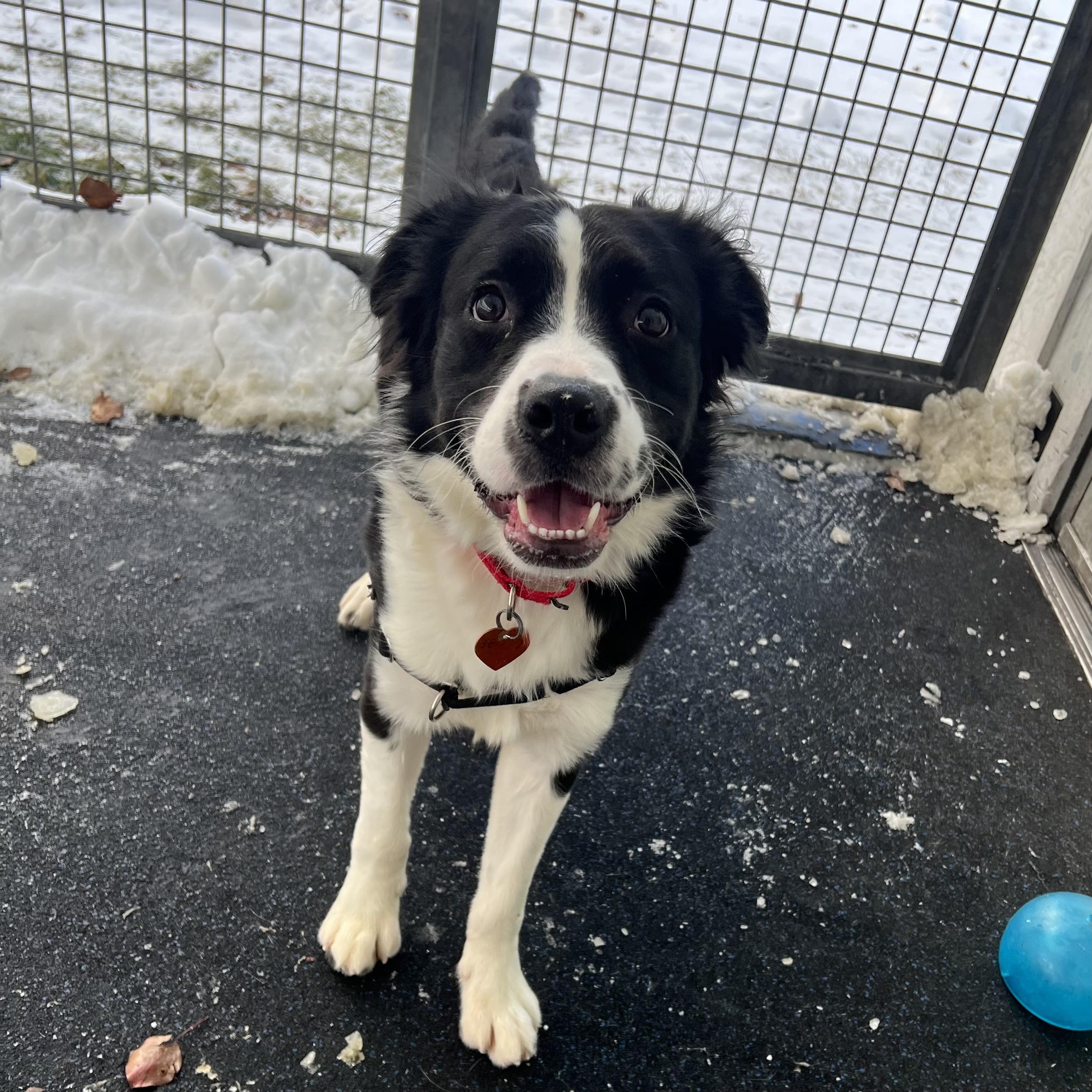 Baxter , ADOPTABLE, Young Male Border Collie.