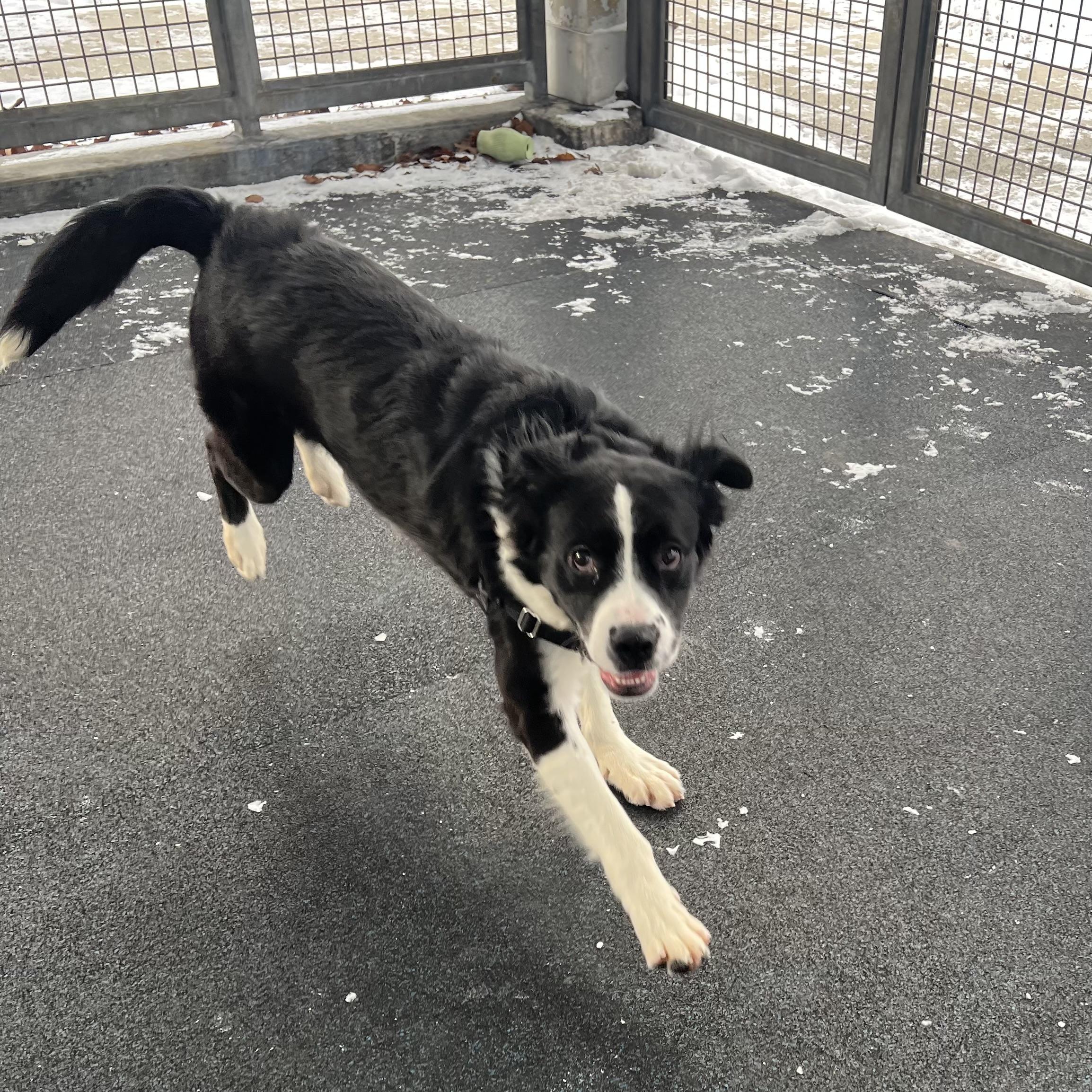 Baxter , a ADOPTABLE mixed breed in Ithaca, NY image 3/4