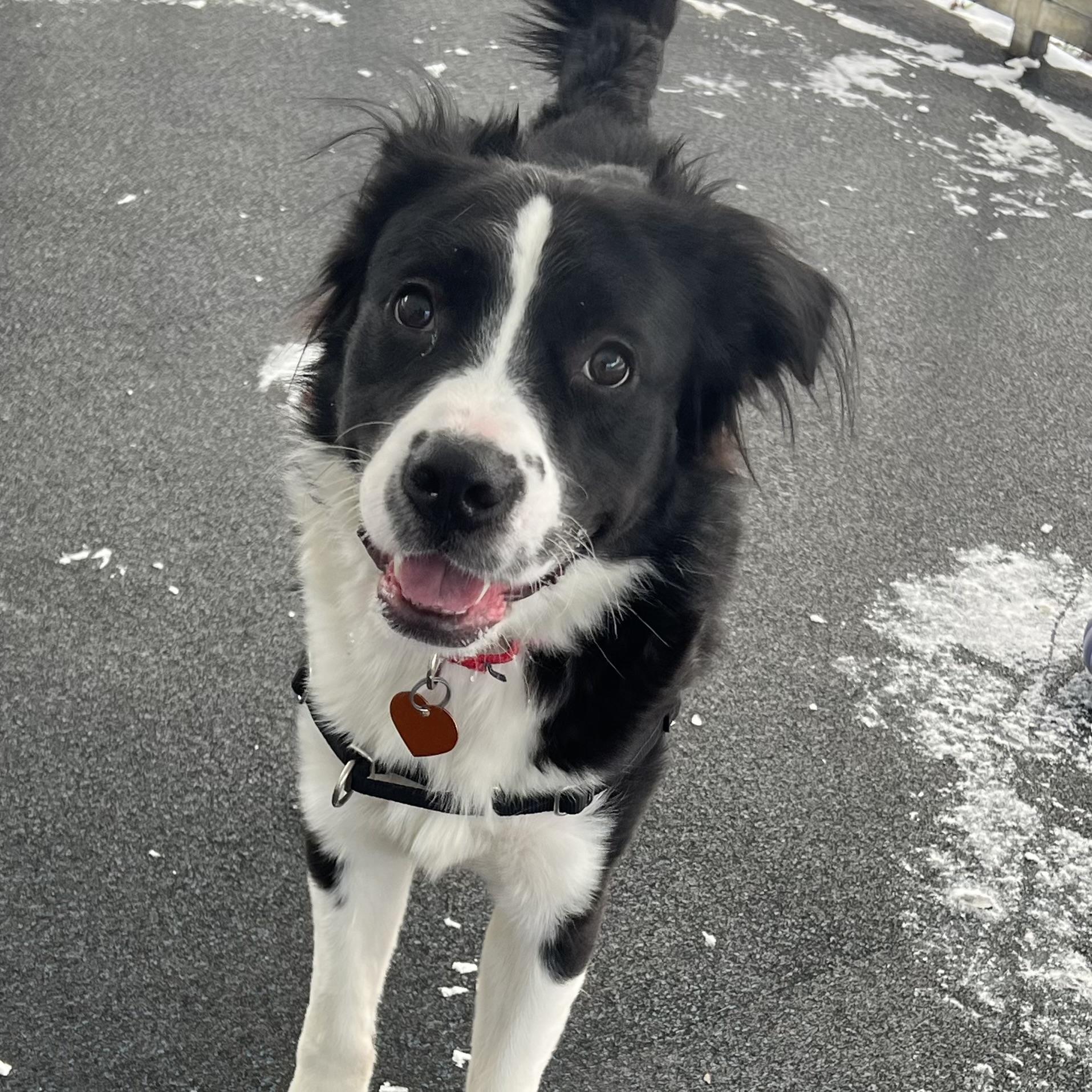 Baxter , a ADOPTABLE mixed breed in Ithaca, NY image 4/4