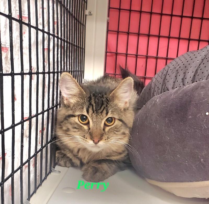 Perry, Adoptable, Young Male Domestic Medium Hair.
