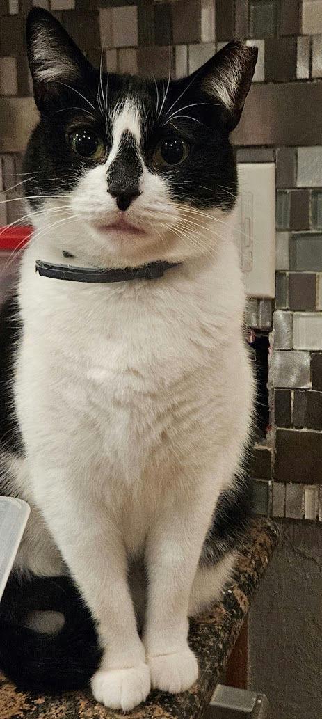 Enlarge HollyGoLightly, a Adoptable Domestic Short Hair in Houston, TX image 4/6