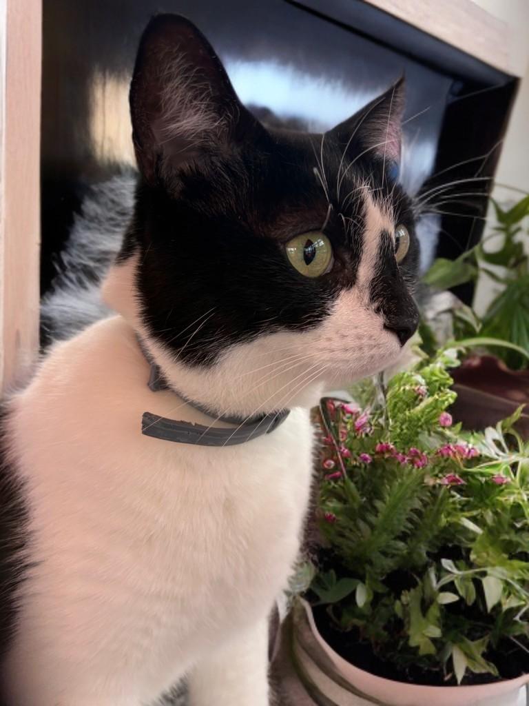 Enlarge HollyGoLightly, a Adoptable Domestic Short Hair in Houston, TX image 5/6