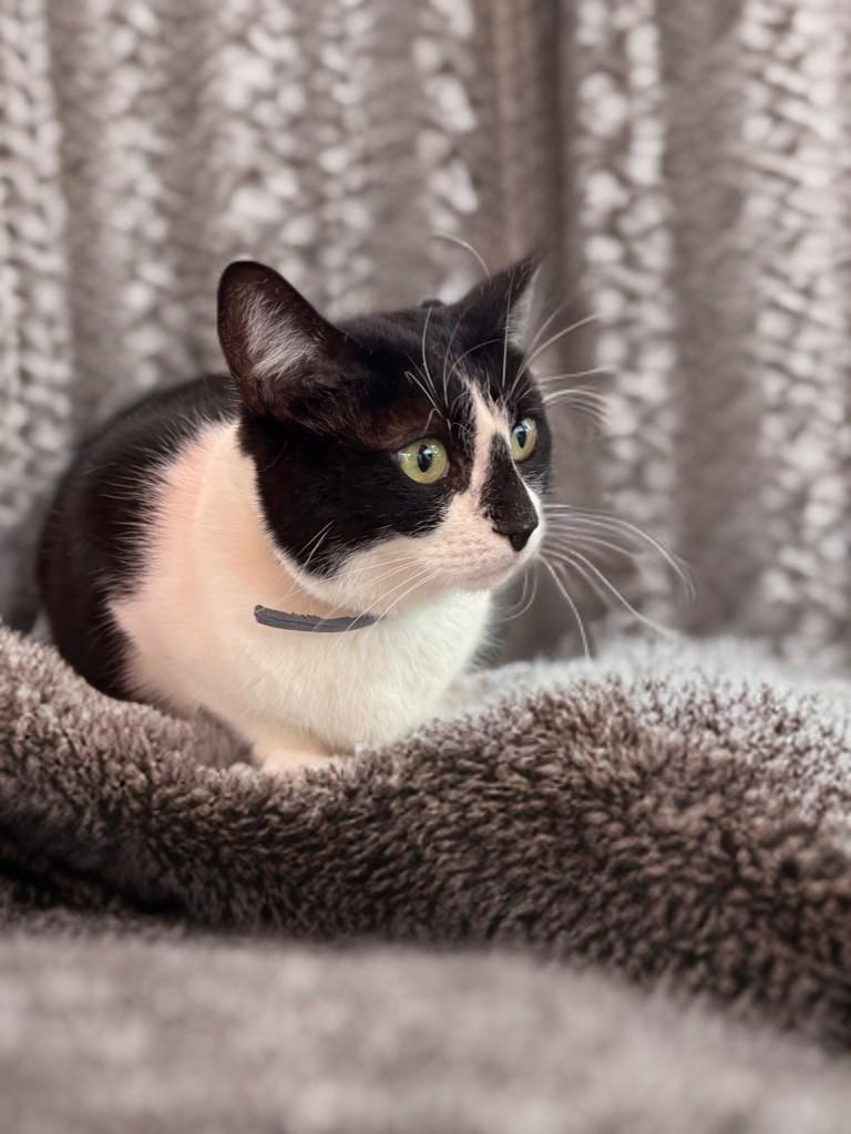 Enlarge HollyGoLightly, a Adoptable Domestic Short Hair in Houston, TX image 2/6