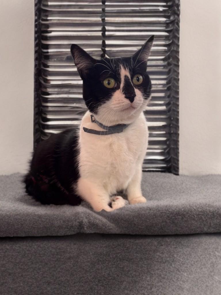 Enlarge HollyGoLightly, a Adoptable Domestic Short Hair in Houston, TX image 3/6