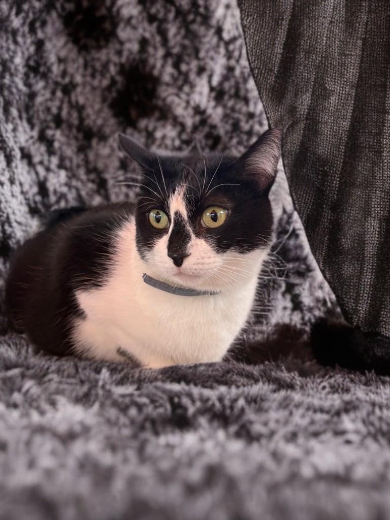 Enlarge HollyGoLightly, a Adoptable Domestic Short Hair in Houston, TX image 6/6