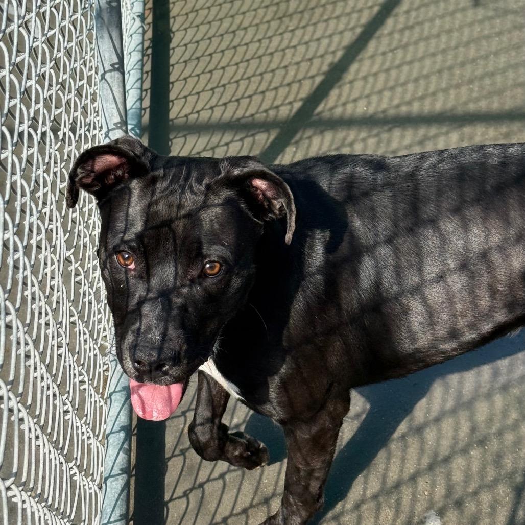 Accord, Adoptable, Adult Female Mixed Breed.