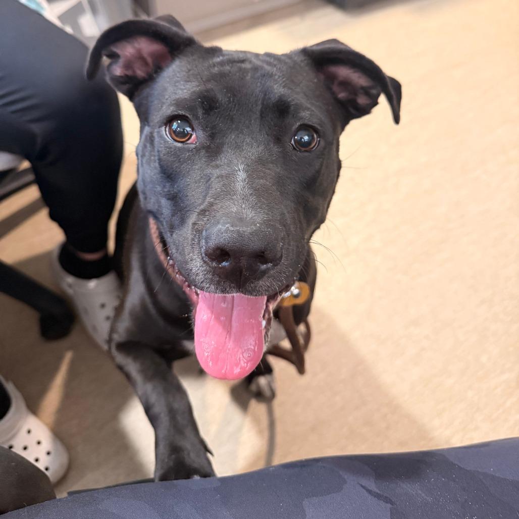 Accord, Adoptable, Adult Female Mixed Breed.