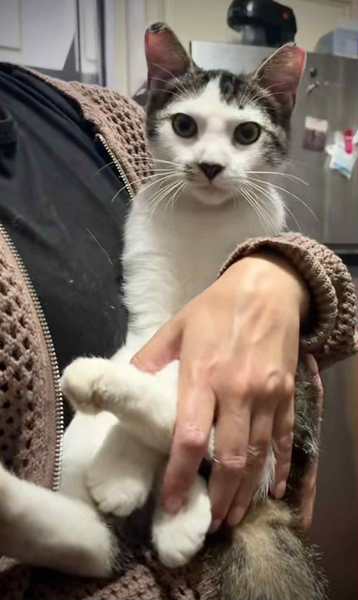 Boy Cat