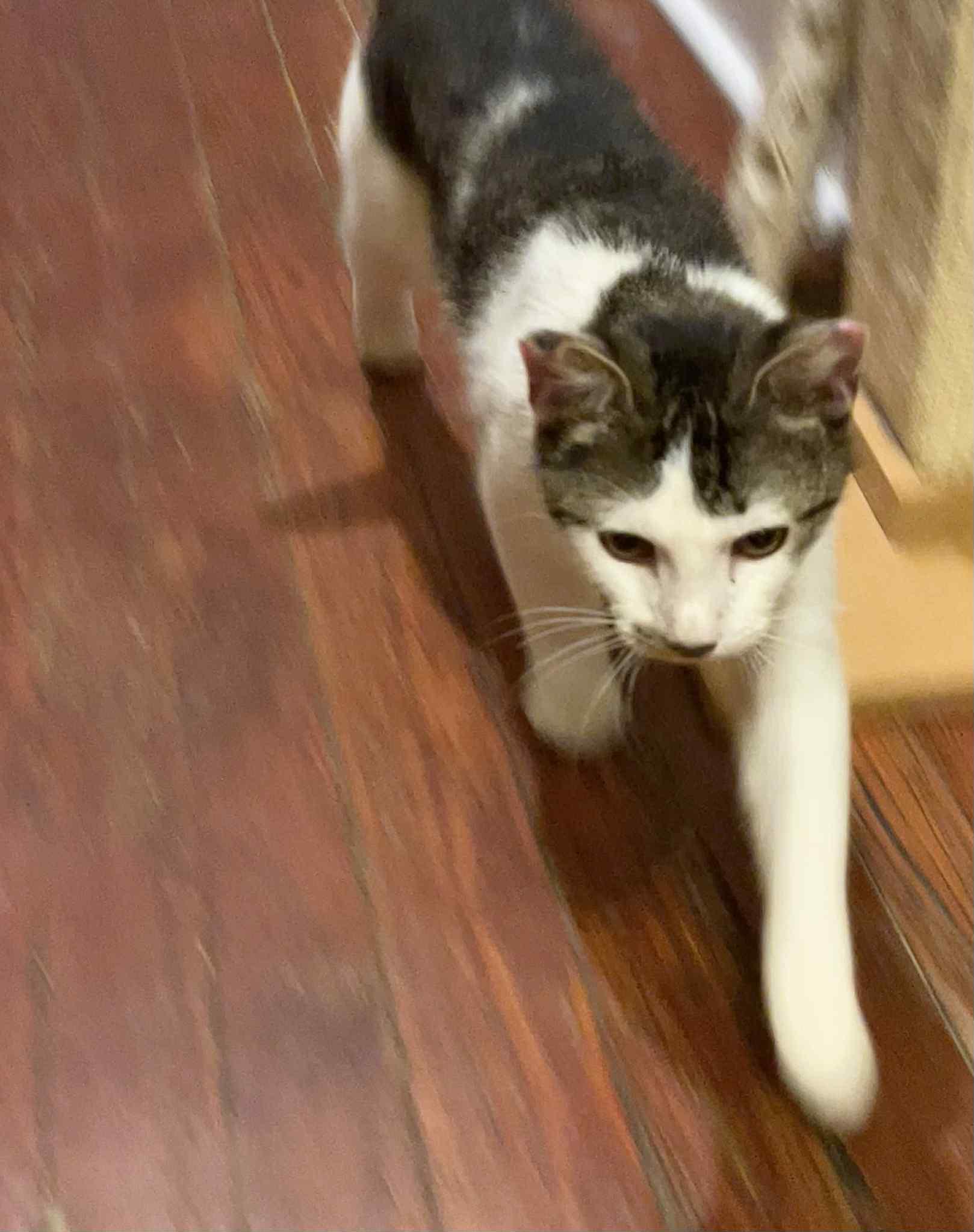 Boy Cat