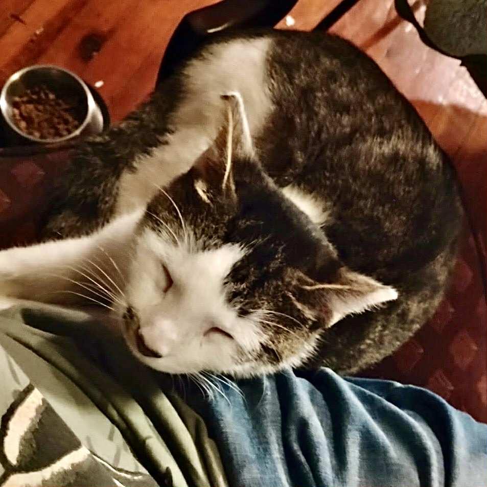 Boy Cat