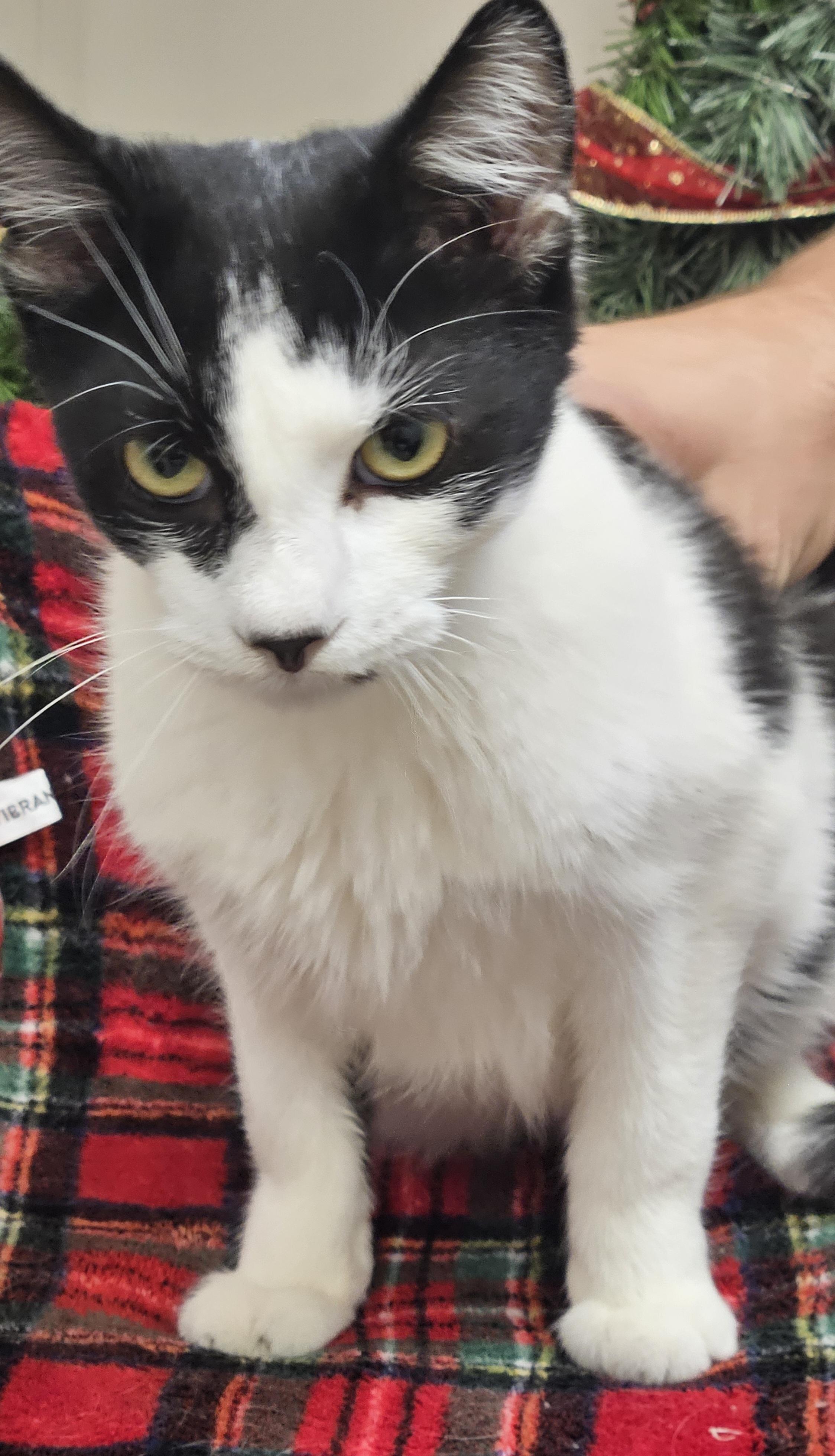 Enlarge Oreo 2.0, a Adoptable Domestic Short Hair in Bluffton, IN image 1/1