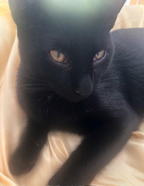 Pulsar, Adoptable, Kitten Male Bombay.