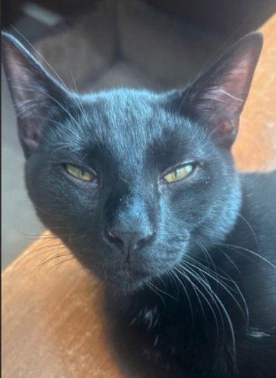 Enlarge Pulsar, a Adoptable Bombay in Magnolia Springs, AL image 2/3