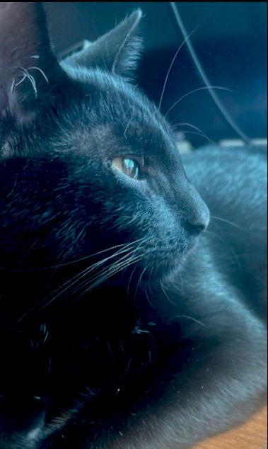 Enlarge Pulsar, a Adoptable Bombay in Magnolia Springs, AL image 3/3