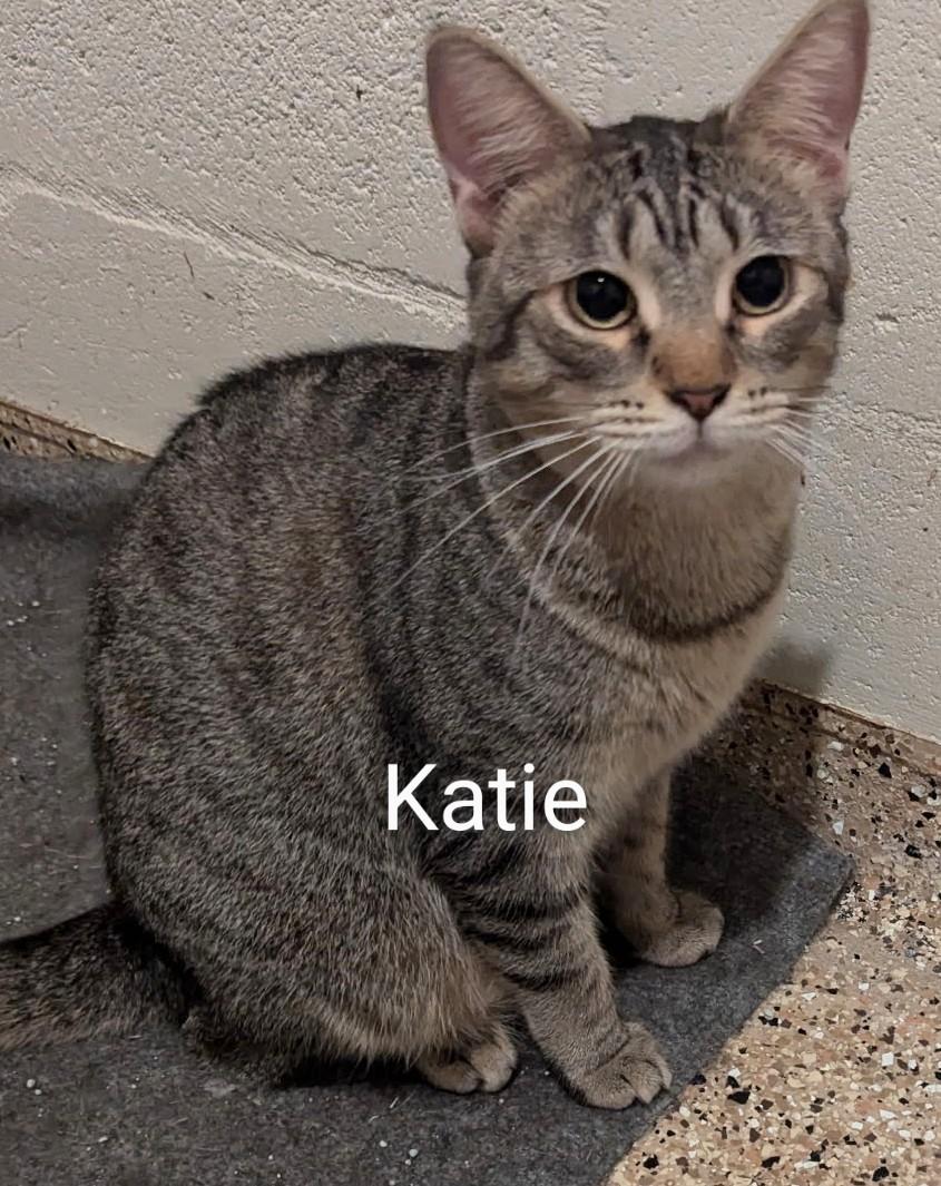 Katie, a Adoptable Domestic Short Hair in Fort Myers Beach, FL image 1/2
