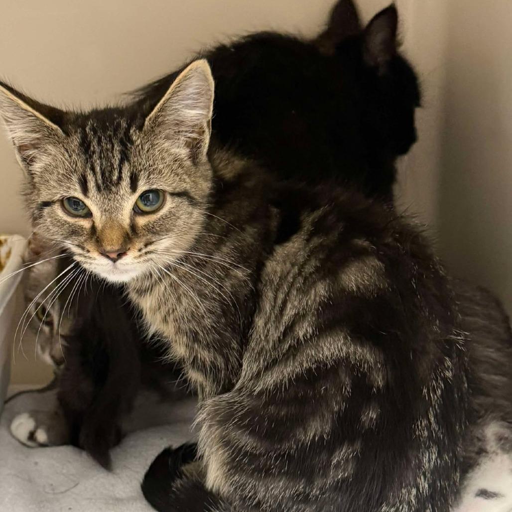 Swirls, Adoptable, Young Female Domestic Short Hair.