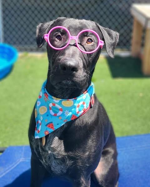 Dallin, Adoptable, Young Male Black Labrador Retriever.