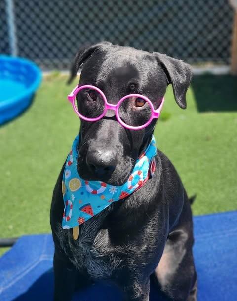 Enlarge Dallin, a Adoptable Black Labrador Retriever in Fruit Heights, UT image 2/6