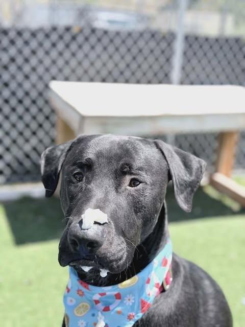 Enlarge Dallin, a Adoptable Black Labrador Retriever in Fruit Heights, UT image 3/6