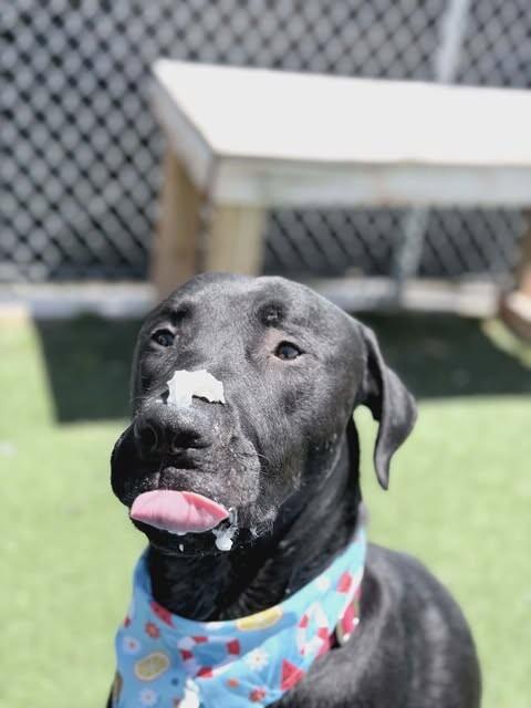 Enlarge Dallin, a Adoptable Black Labrador Retriever in Fruit Heights, UT image 4/6