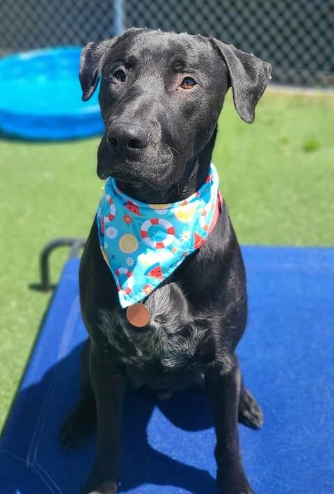 Enlarge Dallin, a Adoptable Black Labrador Retriever in Fruit Heights, UT image 5/6