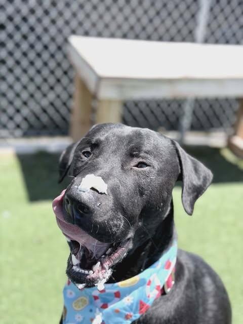 Enlarge Dallin, a Adoptable Black Labrador Retriever in Fruit Heights, UT image 6/6