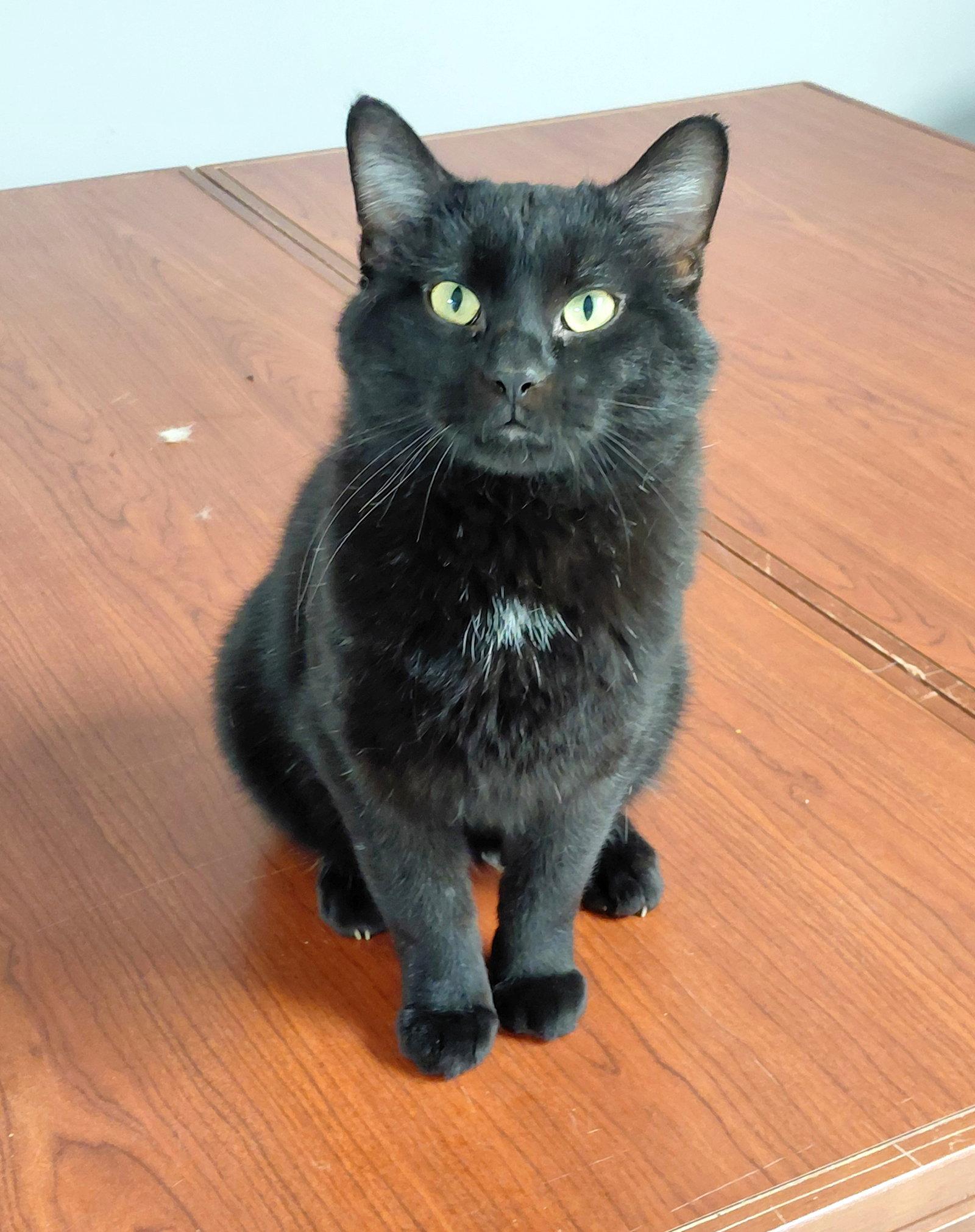 Willie @ The Cat's Brew, Adoptable, Adult Male Domestic Short Hair.