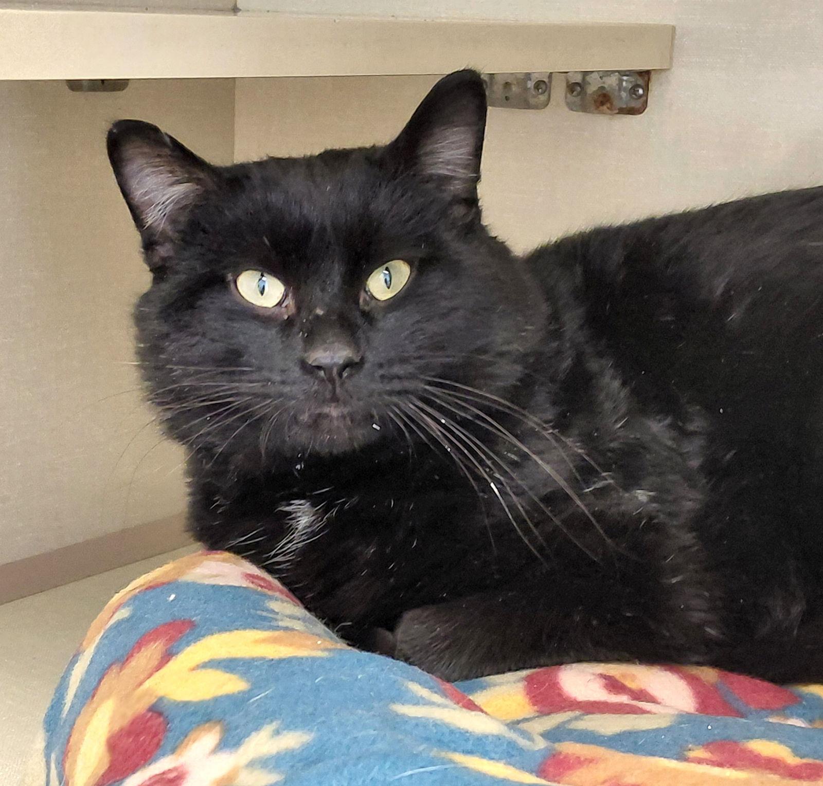 Willie, Adoptable, Adult Male Domestic Short Hair.