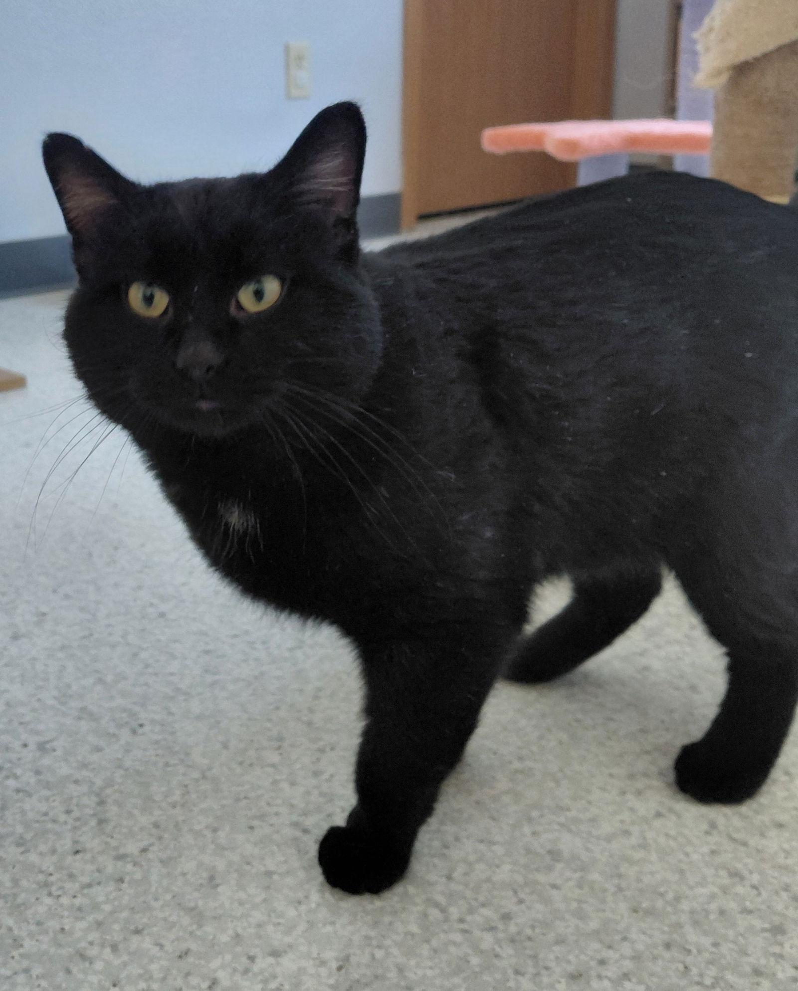 Enlarge Willie, a Adoptable Domestic Short Hair in Montello, WI image 2/3