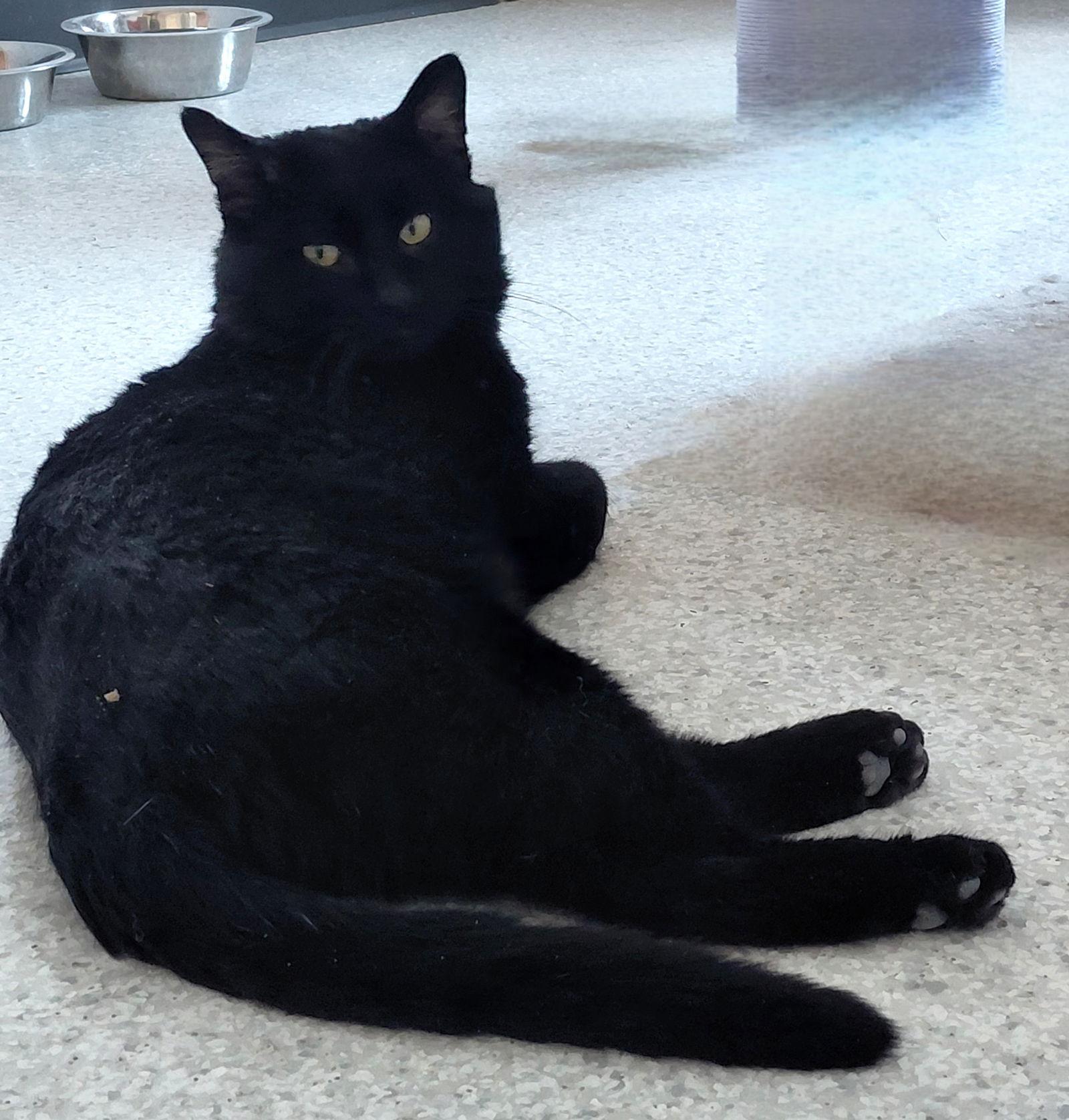 Enlarge Willie, a Adoptable Domestic Short Hair in Montello, WI image 3/3