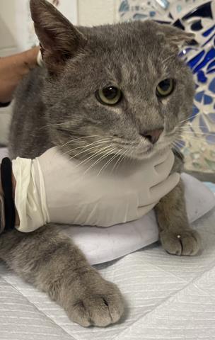 Enlarge HERCULES, a Adoptable Domestic Short Hair in Pensacola, FL image 1/1