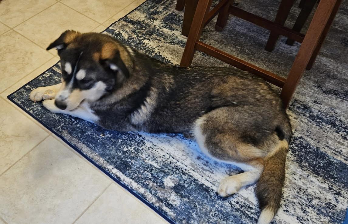 Enlarge Amara , an adopted mixed breed in Monona, WI image 4/4