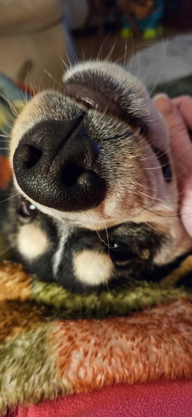 Enlarge Amara , an adopted mixed breed in Monona, WI image 2/4