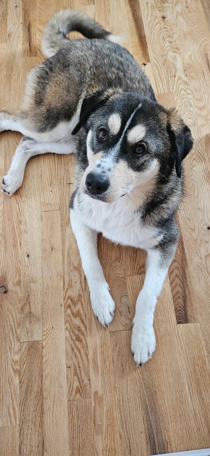 Enlarge Amara , an adopted mixed breed in Monona, WI image 1/4