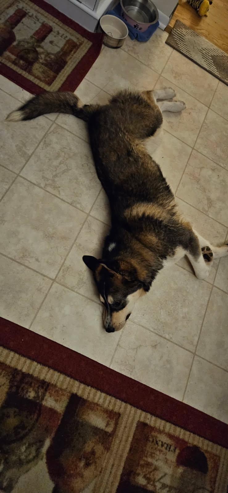 Enlarge Amara , an adopted mixed breed in Monona, WI image 3/4