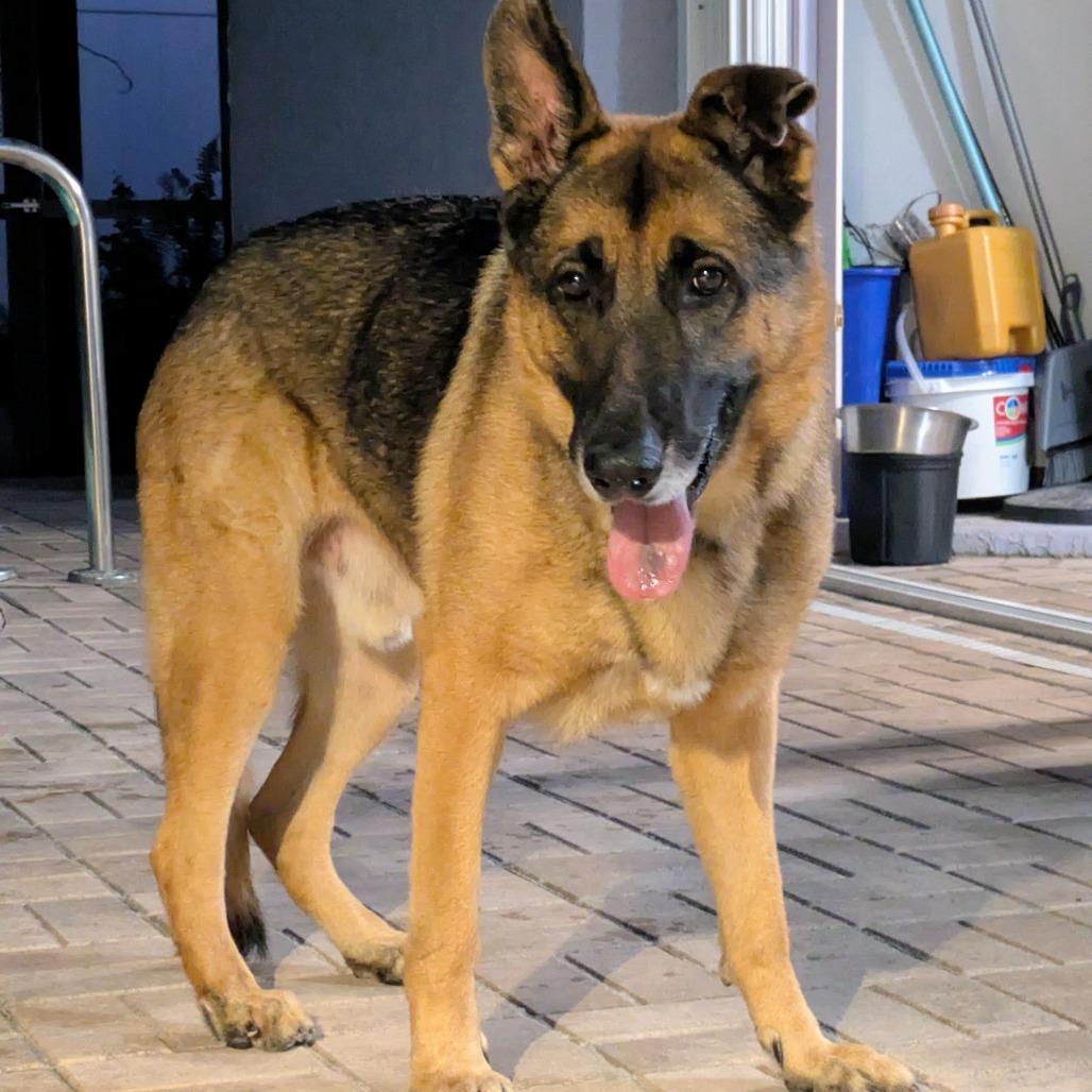 Enlarge TRIGGER (497), a Adoptable mixed breed in Indiantown, FL image 6/6