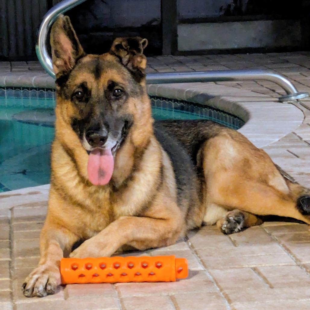 TRIGGER (497), Adoptable, Senior Male German Shepherd Dog & Mixed Breed.