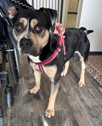 Enlarge Yoda, a Adoptable mixed breed in Willmar, MN image 1/2