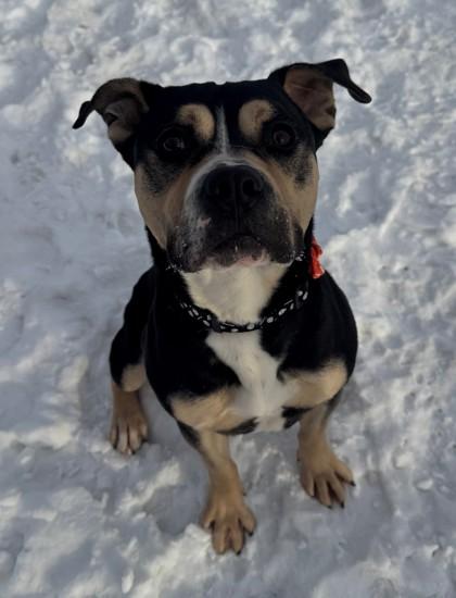 Enlarge Yoda, a Adoptable mixed breed in Willmar, MN image 2/2