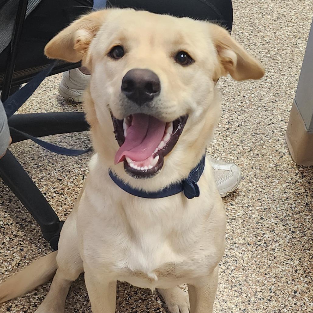 Enlarge DECEMBER, an adopted Yellow Labrador Retriever in Corydon, IN image 1/1