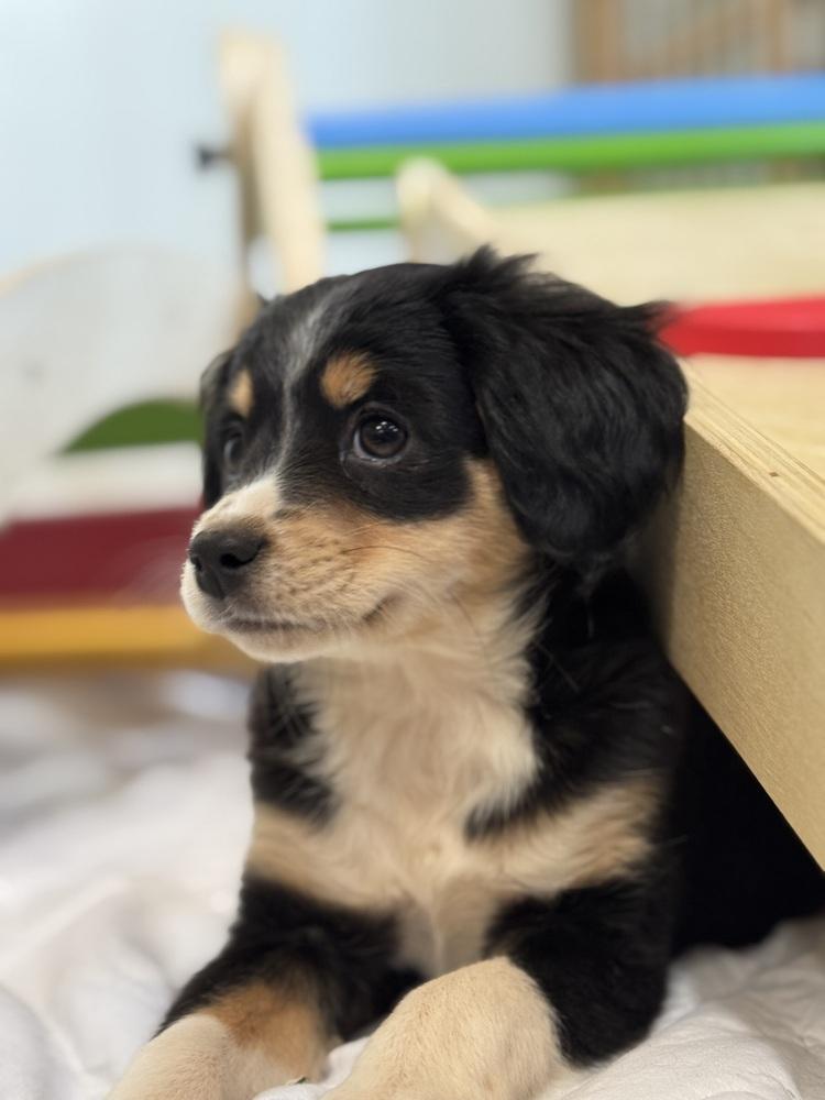 Enlarge Minnie, a Adoptable mixed breed in Tucson, AZ image 1/3