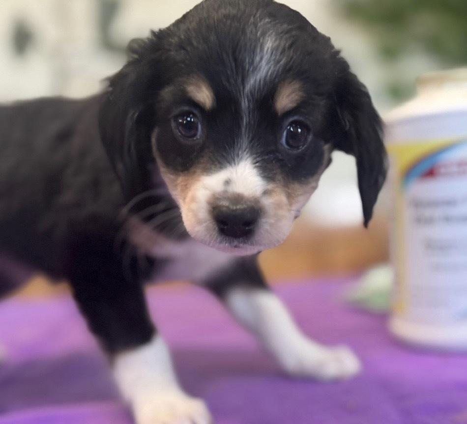 Enlarge Minnie, a Adoptable mixed breed in Tucson, AZ image 3/3