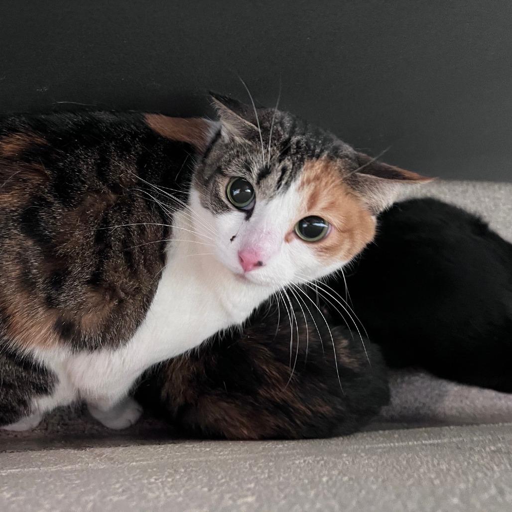 Wendy, Adoptable, Adult Female Domestic Short Hair.