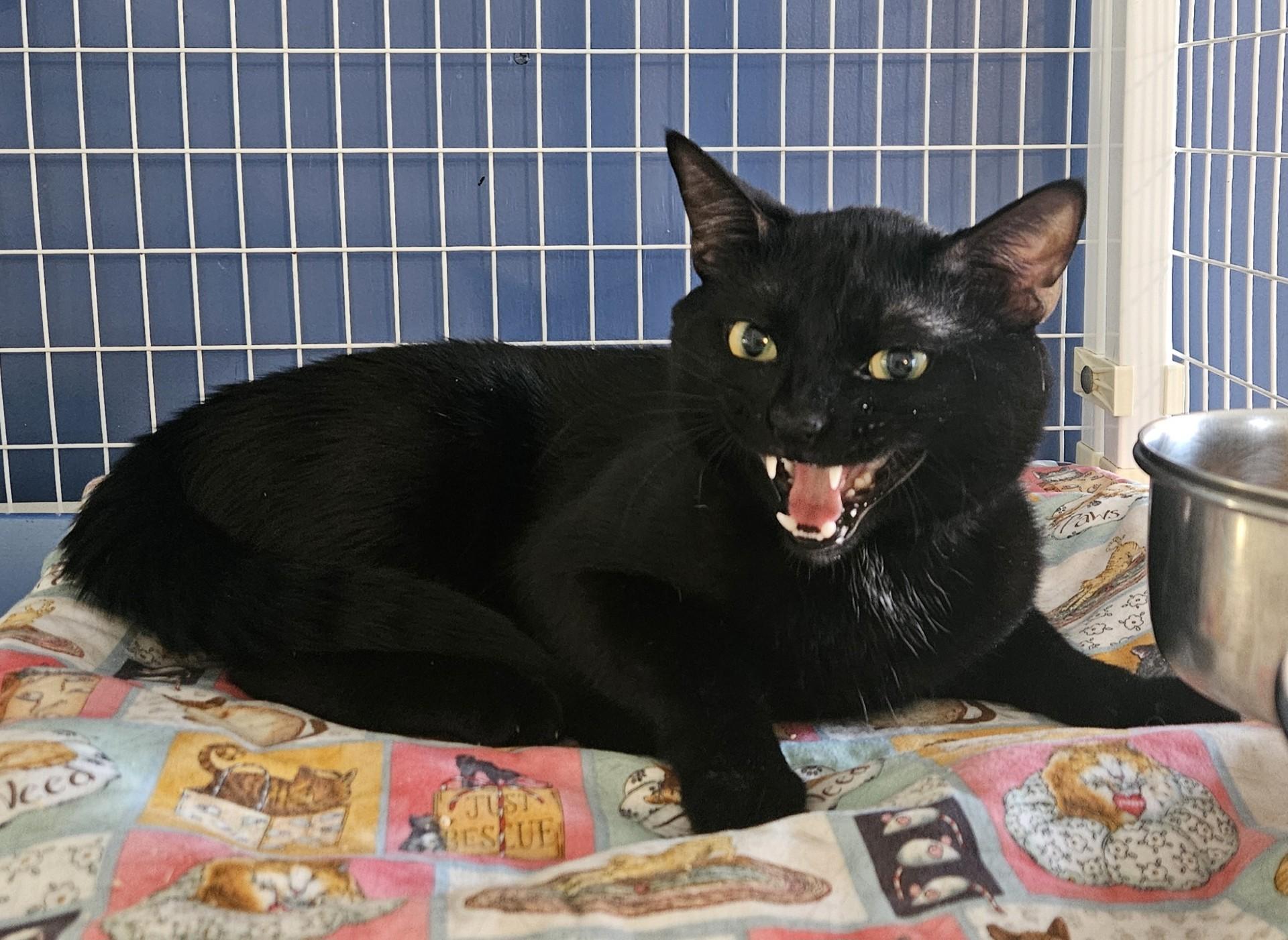 Meowcaroni, ADOPTABLE, Adult Male Domestic Short Hair.