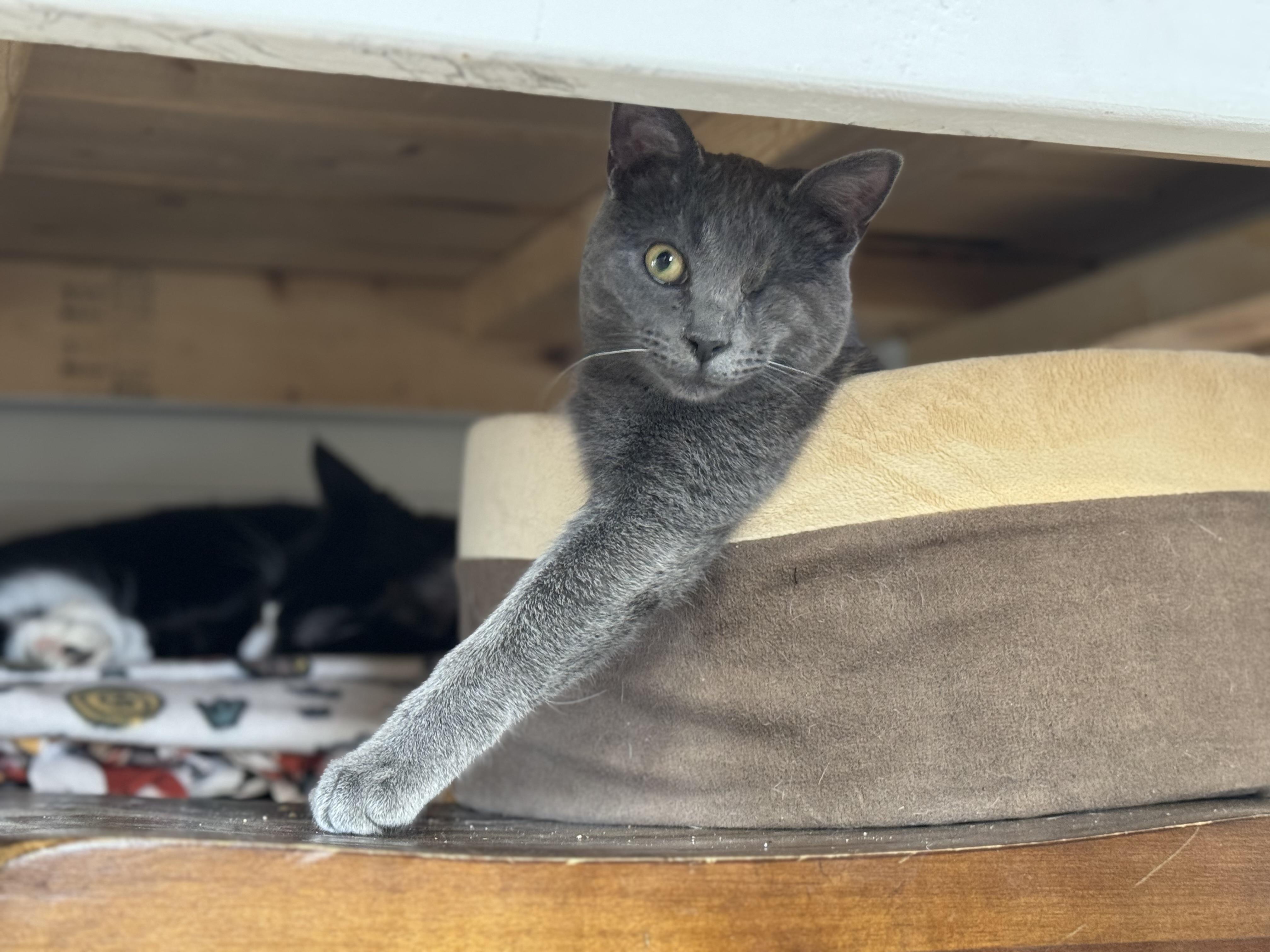 Enlarge Lumi Lou, a Adopted Domestic Short Hair in Sartell, MN image 1/5