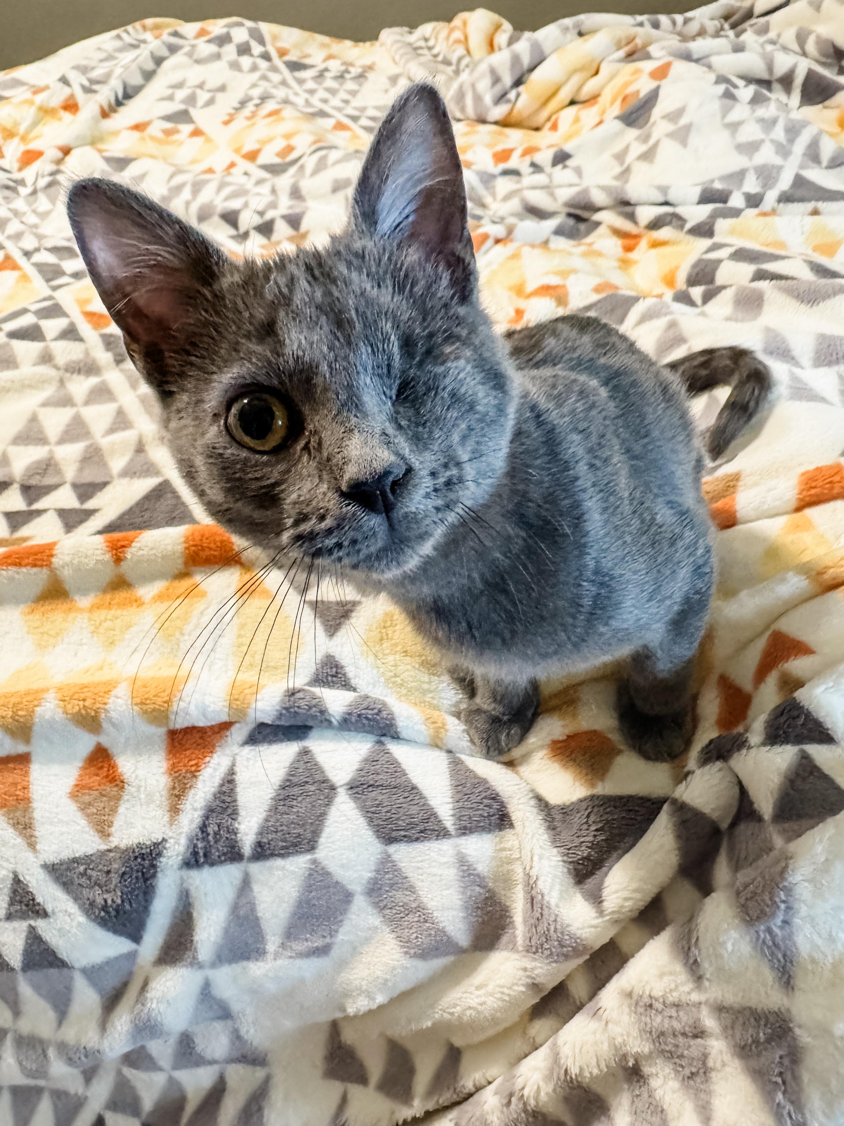 Enlarge Lumi Lou, a Adopted Domestic Short Hair in Sartell, MN image 2/5