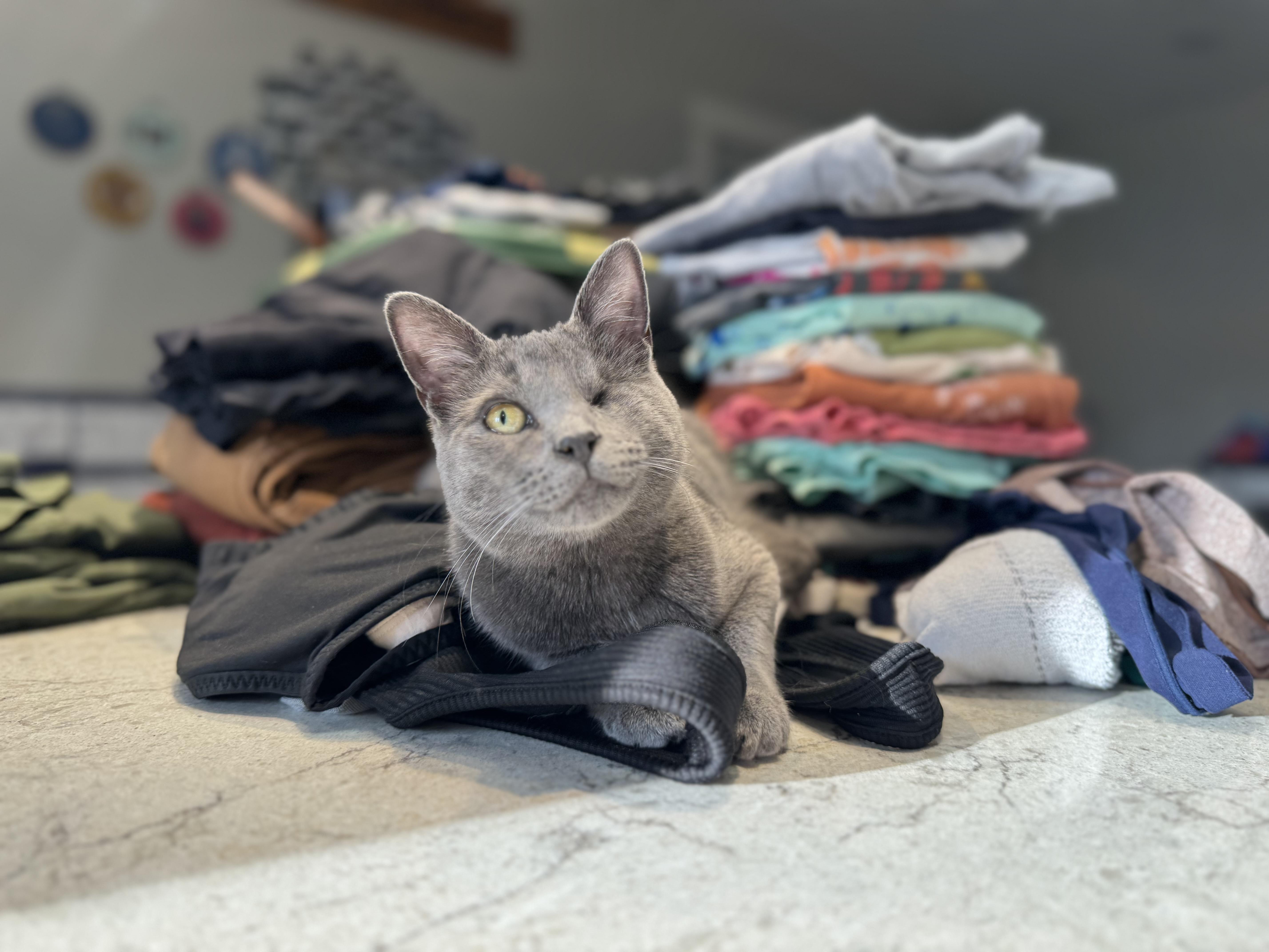 Lumi Lou, Young Female Domestic Short Hair