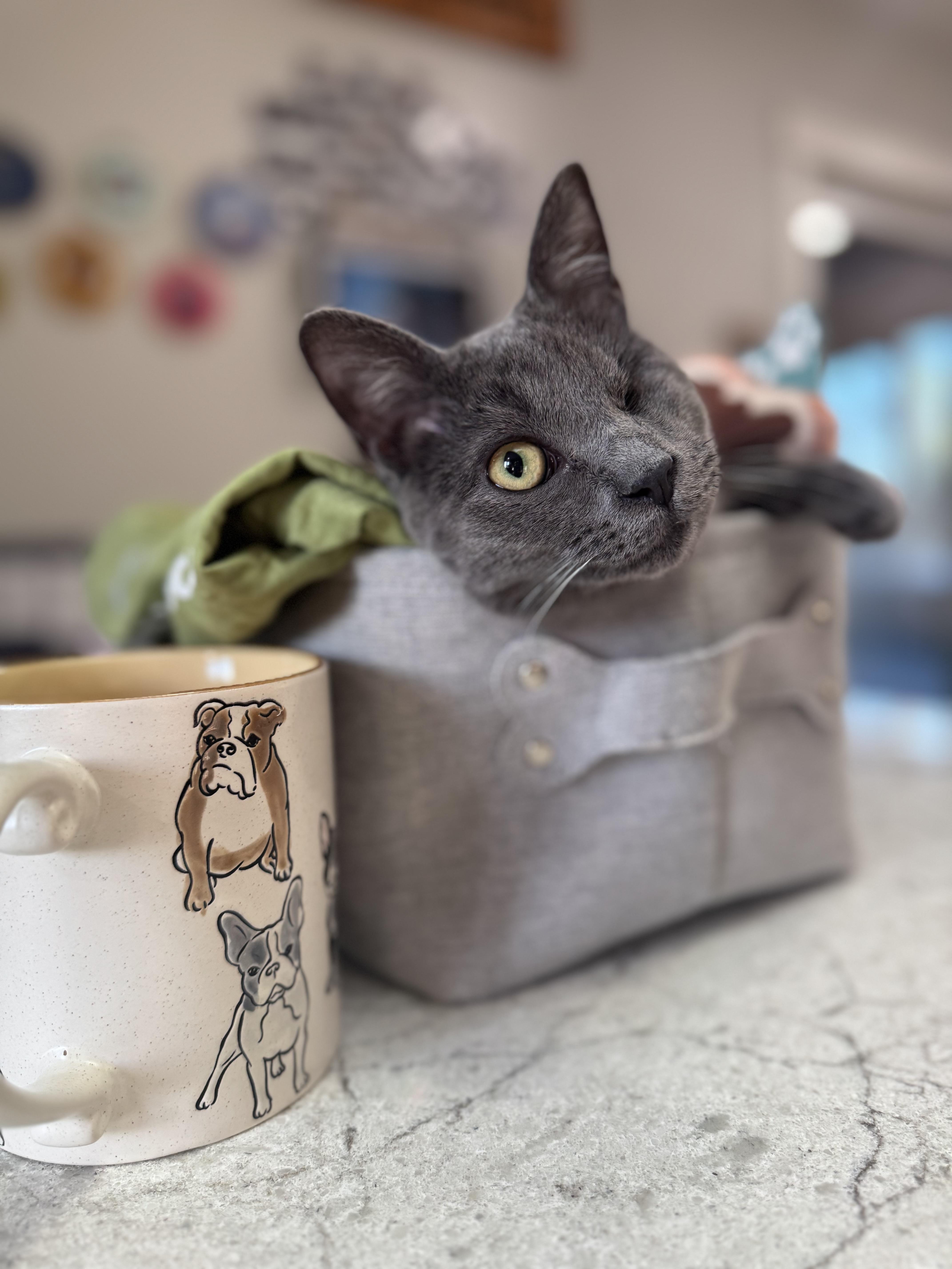 Enlarge Lumi Lou, a Adopted Domestic Short Hair in Sartell, MN image 4/5