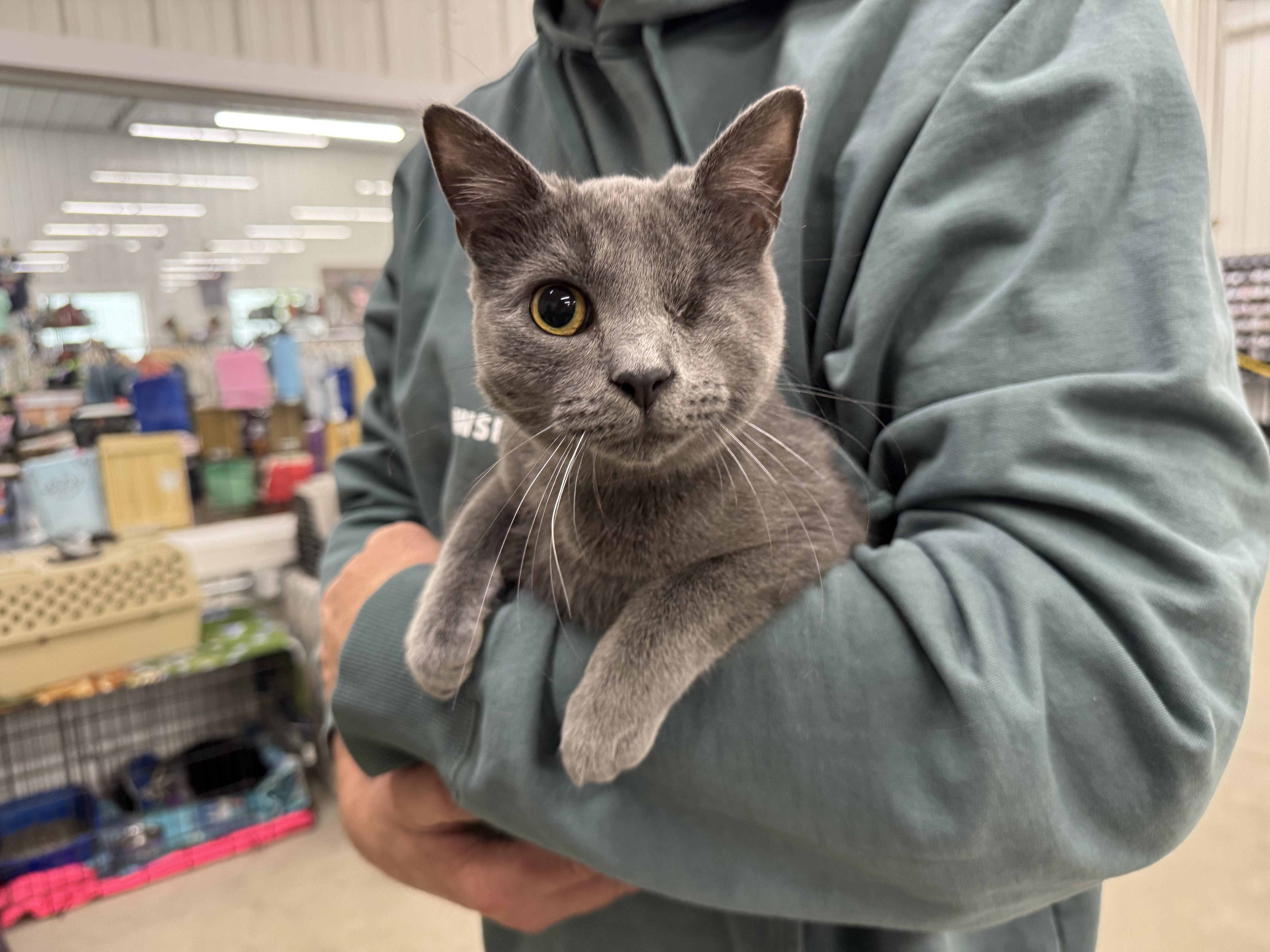 Enlarge Lumi Lou, a Adopted Domestic Short Hair in Sartell, MN image 5/5