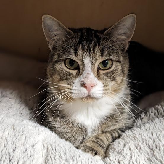 Enlarge Ziegler aka "Ziggy", a Adoptable mixed breed in Shippenville, PA image 1/6